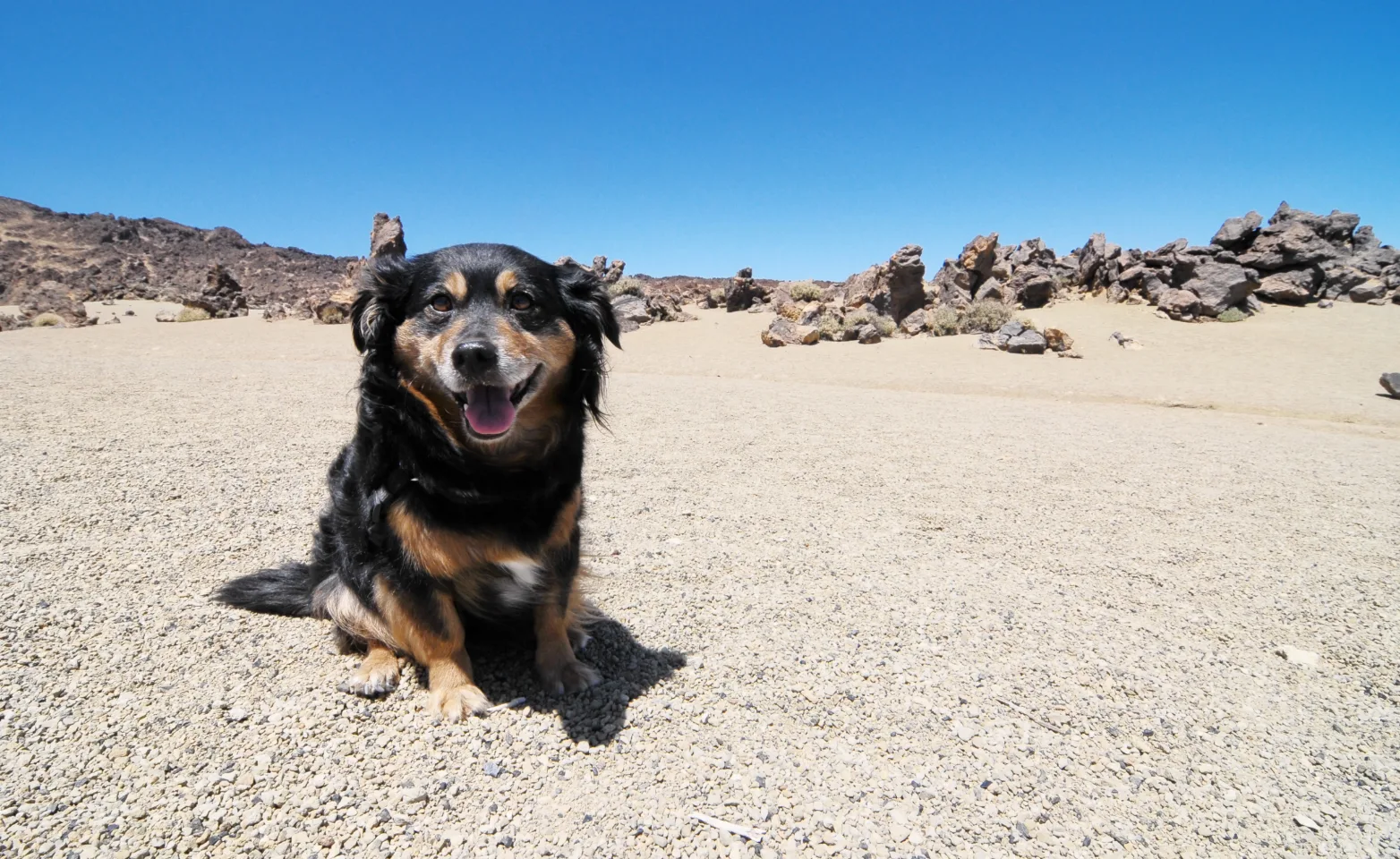 dog sitting in the desert smiling